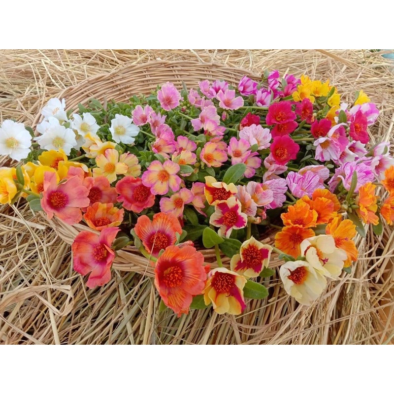 คุณนายตื่นสาย คละสี35สี เหมาะสำหรับผู้ที่มีพื้นที่น้อย หรือปลูกใส่กระถาง