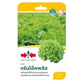 [พร้อมส่ง] HomeDoDee ผักกาดหอม(ผักสลัด) กรีนโอ๊คพลัส ศรแดง เมล็ด เมล็ดพันธุ์ เมล็ดพันธุ์พืช