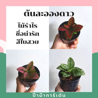 ต้นละอองดาว ในกระถาง 3 นิ้ว ไม้รำไร ใบสวย