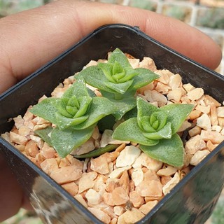 ต้นไม้อวบน้ำ กุหลาบหิน แครสซูลา ซีทุโลซา Crassula Setulosa #succulents #Crassula