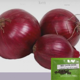 Red Onion Seeds (Red Colorado/30seeds) ดอกไม้/ผักชี/ผักกาดหอม/พาสต้า/เสื้อ/สวน/เมล็ด/กางเกง/กระโปรง/ IPLF