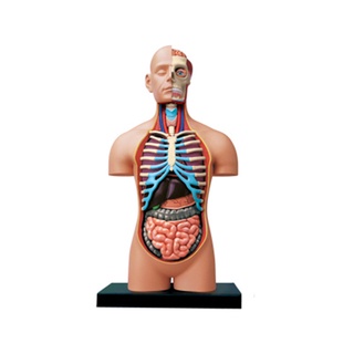 Human Anatomy Model 4D MASTERปริศนาประกอบของเล่น1:2.5กายวิภาคศาสตร์สำหรับอวัยวะภายในของมนุษย์38cmรุ่น M3QV