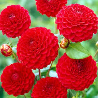 รักเร่ Dahlia สายพันธุ์ Pompon Nescio Red นำเข้าจากเนเธอร์แลน หัวสดใหม่ 1 หัว/ออเดอร์