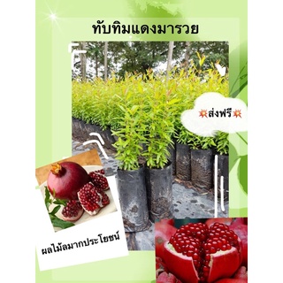 ทับทิม แดงมารวย เพาะเมล็ด