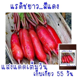 50 เมล็ด เมล็ดพันธุ์ แรดิชยาว สีแดง