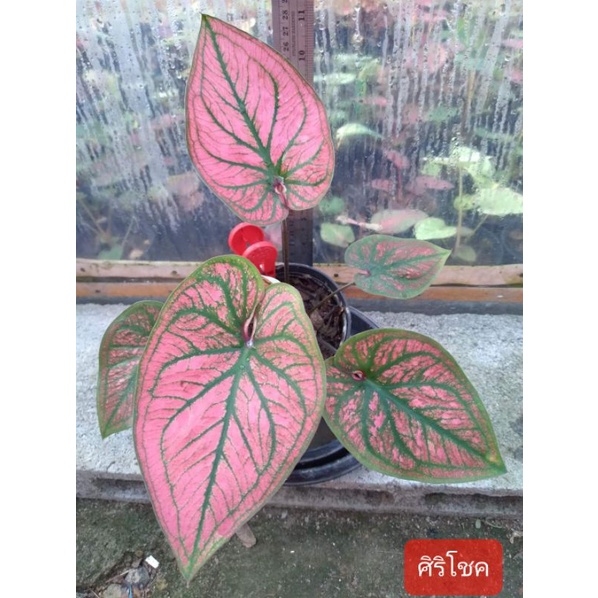 บอนสีศิริโชค ไซด์กระถาง 4" ต้นจริงสีสวยมาก🍁