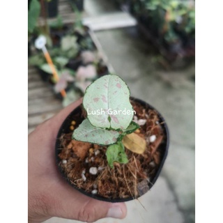 Syngonium milk confetti ออมชมพูมิลค์🥰🥰ต้นเล็ก🥰กระถาง3"