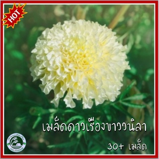 30+ เมล็ด ดาวเรืองสีขาววนิลา White African Marigold ดาวเรือง เมล็ดดาวเรืองสีขาว เมล็ดดาวเรือง ดาวเรืองขาว