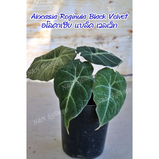 ต้นอโลคาเซีย แบล็ค เวลเวท (Alocasia black velvet) สายดาร์ค เท่ๆ  สินค้าส่งตามตัวเลขที่ติดกระถาง มีสินค้าพร้อมส่ง