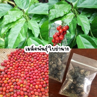 เมล็ดพันธุ์ย่านาง เมล็ดพันธ์ุใบย่านาง 25 เมล็ด 50 บาท