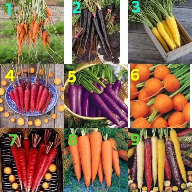 เมล็ด แครอท Carrot Seed / เบบี้ แครอทจิ๋ว / สีม่วง ออสเตรเลีย / แครอทกลม / ดำ เนบิวล่า / Solar Yellow Carrot