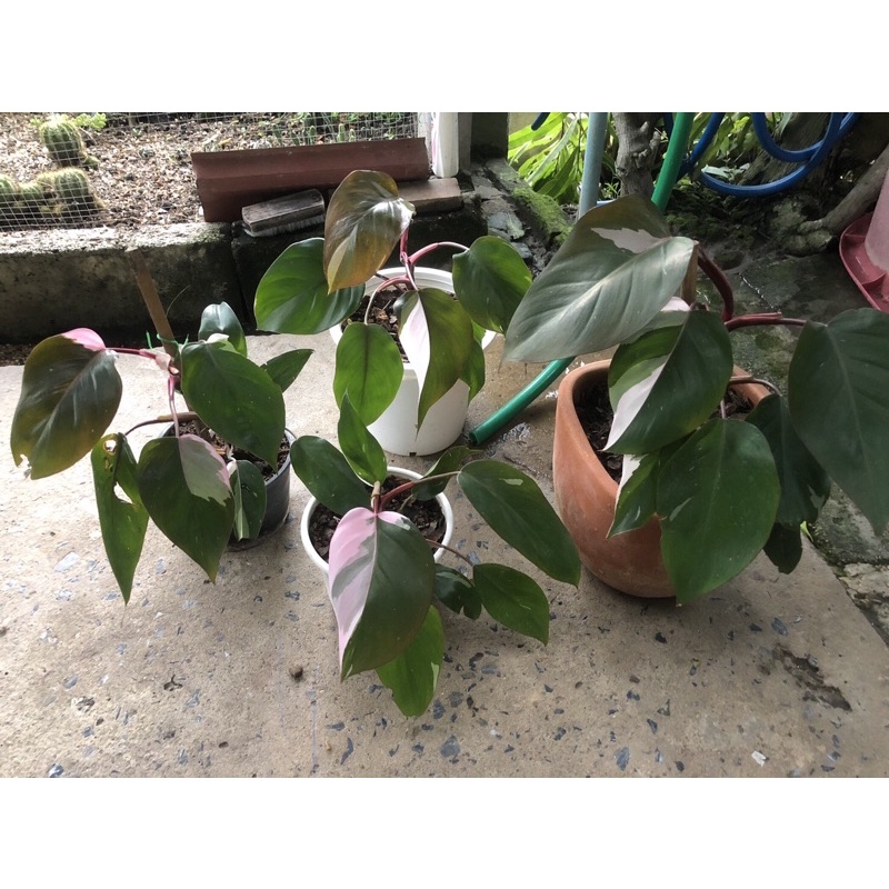 🖤💗 philodendron pink princess (ทักแชทก่อนสั่งซื้อก่อนนะคะ)