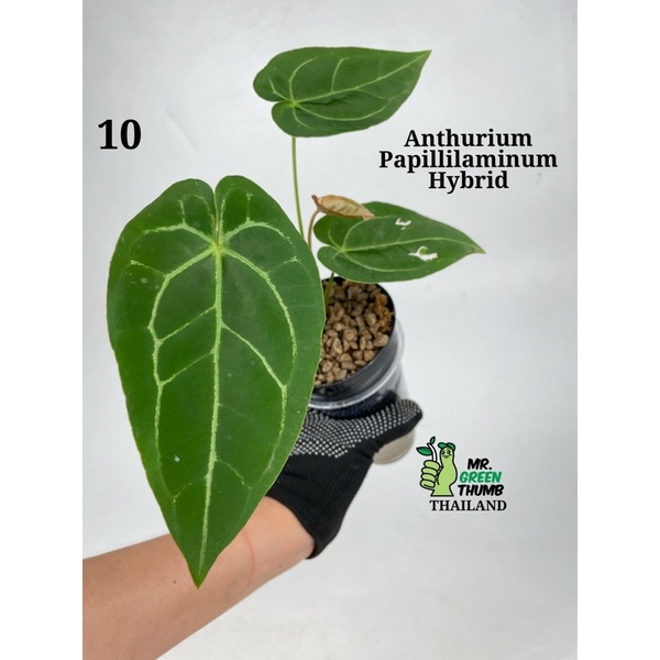 Anthurium Papillilaminum Hybrid กระถางหมายเลข 10 ทรงใบเรียว สีเข้ม