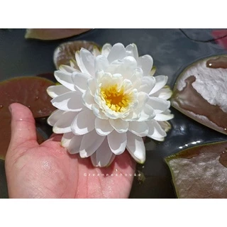 บัวฝรั่งชื่อมัลลิกา Waterlily (Newมาใหม่จ้า)ดอกใหญ่ขาวกลมมากออกตลอดปีจ้า