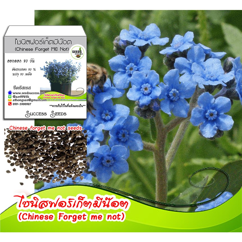 เมล็ดพันธุ์ดอกไชนีสฟอร์เก็ทมีน็อต (Chinese forget me not) บรรจุ 80 เมล็ด