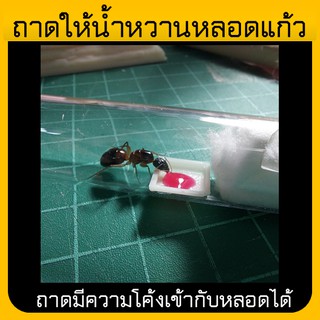 ถาดให้น้ำหวานในหลอดแก้ว