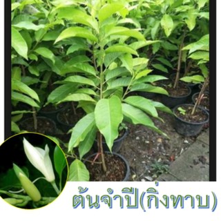 ต้นจำปี (ดอกจำปี) แบบกิ่งทาบ ต้นสูงประมาณ 70 - 80 cm. (1ต้น)