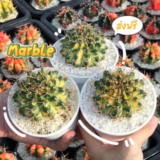 ยิมโนด่าง ไซส์แม่พันธุ์ Mable🌵