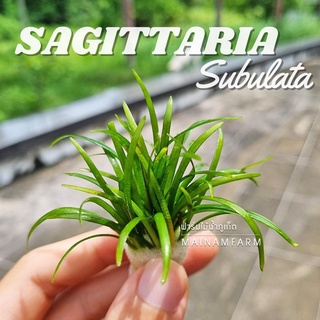 หญ้าซากิททาเรีย ไม่ต้องการ co2 ใบน้ำ 100% - SAGITTARIA SUBULATA ต้นไม้น้ำ