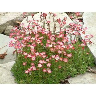 50 เมล็ด แซคซิฟริจสีม่วง - Saxifrage Purple Robe