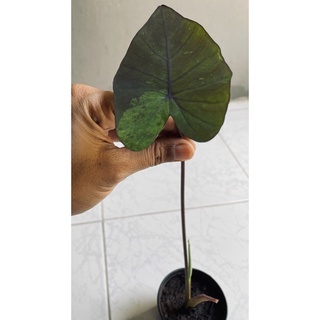 แบล็กเมจิกกกายColocasia esculenta Black Magic (variegata)