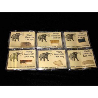 เศษชิ้นส่วนงาช้างแมมมอธ (Woolly Mammoth Tusk Ivory) เพื่อการศึกษา หรือนำไปทำจิวเวลรี่