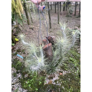 Tillandsia Funckiana ฟังเกียน่า ติดตอ