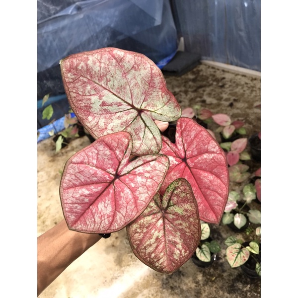 บอนสีจุฬาลงกรณ์ caladium