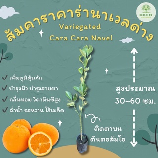 ต้นพันธุ์ส้มคาราคาร่านาเวลด่าง/Variegated Cara Cara Navel/ส้มคาร่า นาเวล