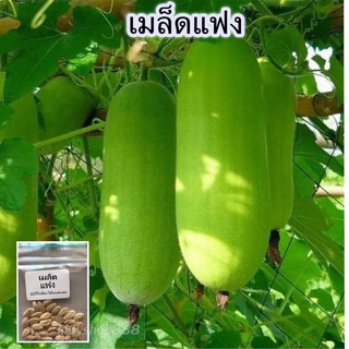 เมล็ดเเฟง 20 เมล็ด  [10 เเถม 1คละได้ ]