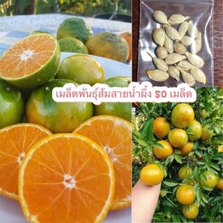 เมล็ดพันธุ์ส้ม สายน้ำผึ้ง 50 เมล็ด