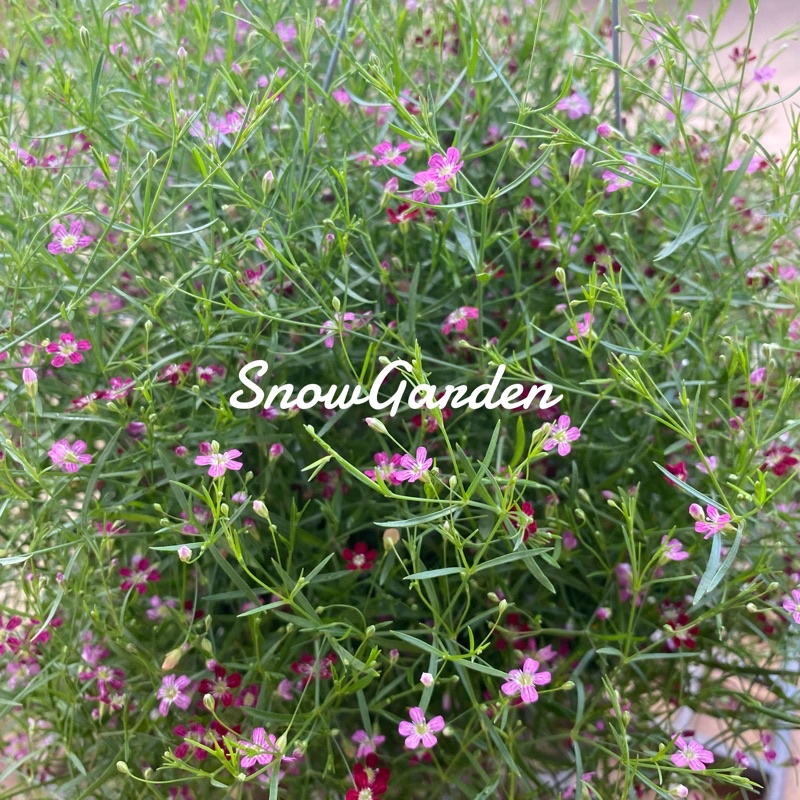 ต้นยิปโซฟิลล่า กระถาง 8 นิ้ว Gypsophila ติดดอกทุกต้น ยิปโซฟิลล่า