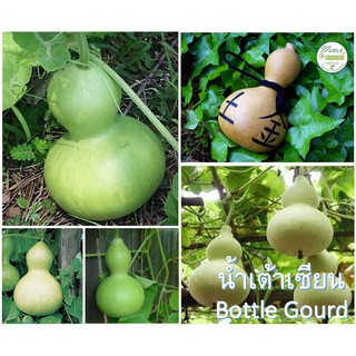 เมล็ดพันธุ์ น้ำเต้าเซียน น้ำเต้า  (Bottle Gourd Seed) บรรจุ 15 เมล็ด เมล็ดแท้ คุณภาพดี จากประเทศจีน