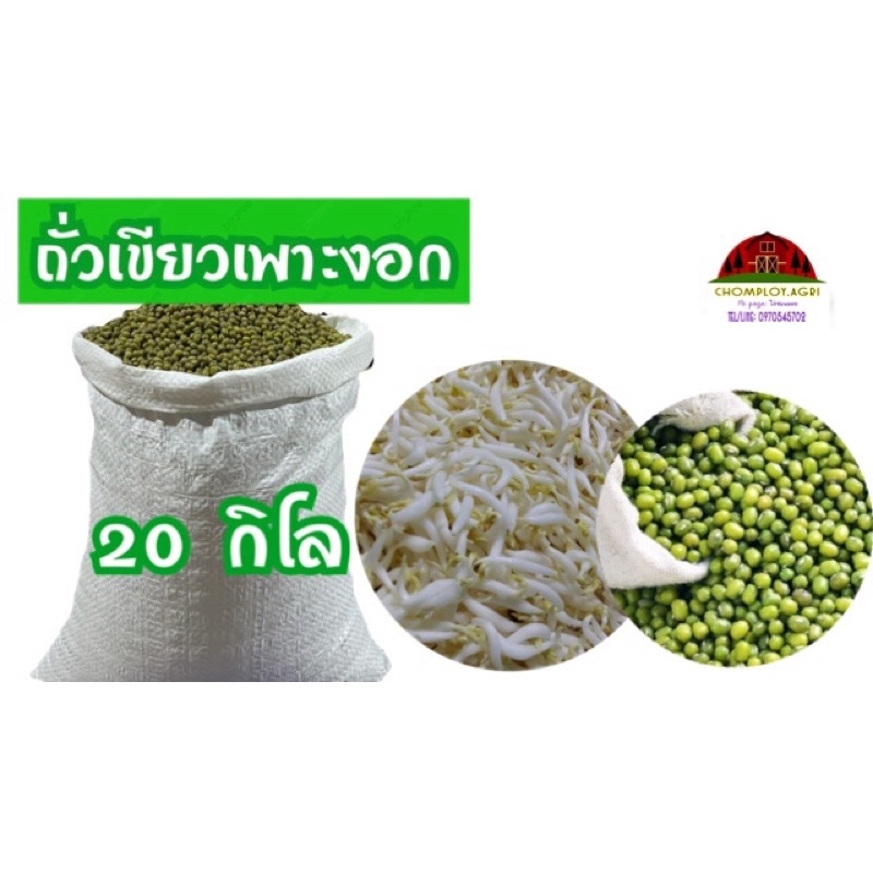 ถั่วเขียว เพาะงอก ปลูกคลุมดิน ขยายพันธุ์ ราคายกกระสอบ 20 กิโล