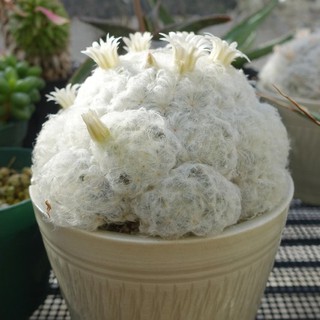 แมม ขนนกขาว ลุ้นดอกชมพู (10 เมล็ด) mammillaria plumosa