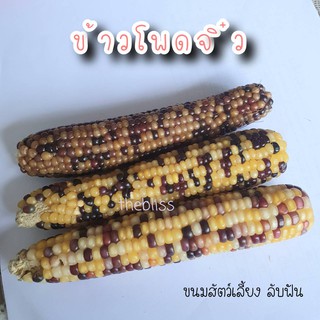 [thebliss] ข้าวโพดจิ๋ว ที่ลับฟัน สำหรับสัตว์ฟันแทะ แฮมสเตอร์ (โปรดอ่านรายละเอียดก่อนสั่ง)