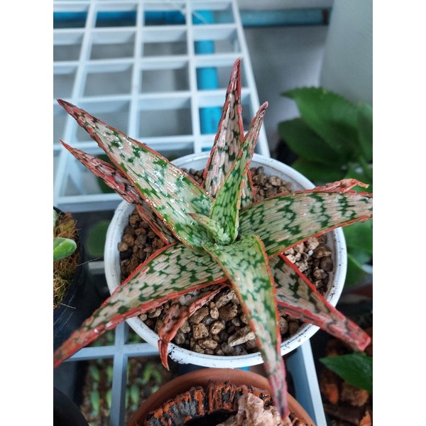 Aloe Vera Hybrid  ไม้อวบน้ำ แคสตัส