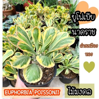 🌴💛 euphorbia poissonii ยูโฟเบีย ไม้มงคล 💛 ชื่อไทยเรียก นาคราช ด่างเหลืองทอง หรือต้นทองอำพัน(ไม้หายาก) ส่งทั้งกระถาง4นิ้ว