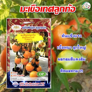 เมล็ดมะเขือเทศลูกท้อ พันธุ์ท้อสวรรค์ TOMATO เมล็ดพันธุ์มะเขือเทศ เมล็ดมะเขือเทศ มะเขือเทศลูกท้อ ตราภูเขาทอง