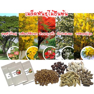 เมล็ดพันธุ์ไม้ยืนต้น (Tree Seeds)  มี 6 ชนิด จามจุรี เหลืองปรีดียาธร หางนกยูงฝรั่ง ปีบ ราชพฤกษ์ มะกล่ำต้น