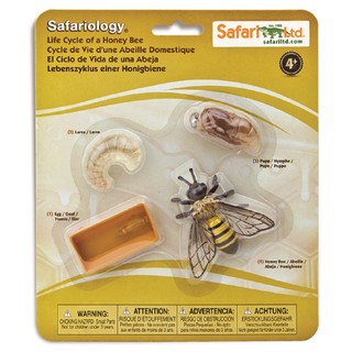 Safari : SFR622716 วงจรชีวิตผึ้ง Life Cycle of a Honey Bee