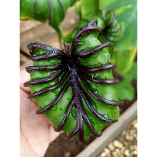 colocasia pharaohs mask.โคโลคาเซียหน้ากากฟาโรห์