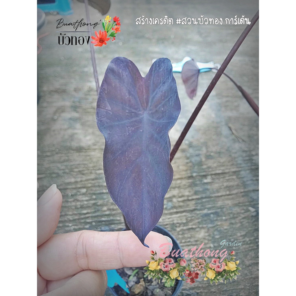 Colocasia Black Runner  แบลครันเนอร์ Colocasia-โคโลคาเซีย (รับประกันสายพันธ์ุแท้ ไม่แท้ ยินดีคืนเงิน