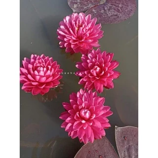 บัวฝรั่งชื่อมาลิกาญจน์ Waterlily