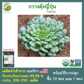 เมล็ดกวางตุ้งญี่ปุ่น (ทัชชอย)จำนวน 200-250 เมล็ด