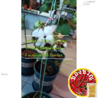 White cotton 5 seeds bloom more flowers ผ้าฝ้ายสีขาว5เม็ด เปิด, ดอก, ดอกไม้, ต้นฝ้าย, ทําให้เปื้อน, บุปผา, บุษบา, ปลี, ม