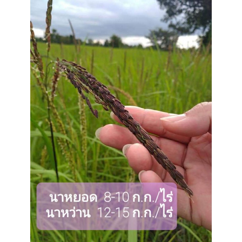 🌾เมล็ดพันธุ์ข้าวเหนียวดำ/ข้าวก่ำ🌾