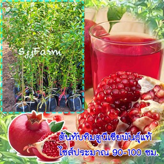 1 ต้น ทับทิมตูนีเซีย Tunisian pomegranate ต้นพันธุ์แท้นำเข้าจากต่างประเทศ ความสูงประมาณ 100 ซม. จัดส่งพร้อมถุงชำ