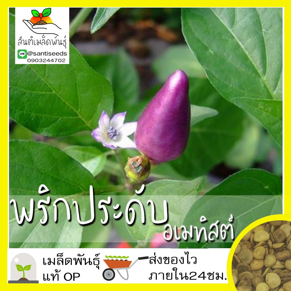 เมล็ดพันธุ์ พริก พริกประดับอเมทิสต์ 50 เมล็ด Amethyst Pepper Seed เมล็ดพันธุ์แท้ นำเข้าจากต่างประเทศ ปลูกผัก สวนครัว ถูก