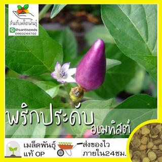 เมล็ดพันธุ์ พริก พริกประดับอเมทิสต์ 50 เมล็ด Amethyst Pepper Seed เมล็ดพันธุ์แท้ นำเข้าจากต่างประเทศ ปลูกผัก สวนครัว ถูก